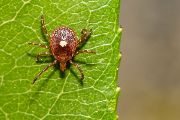 Yard Tick Elimination