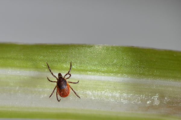 Tick Infestation Control