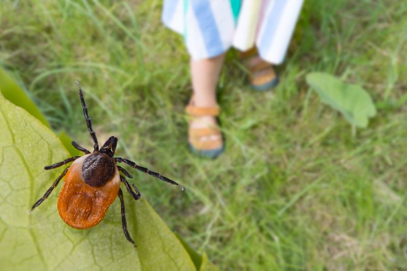 Yard Tick Control