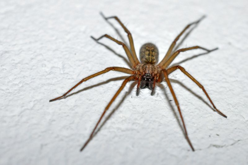 Hobo Spider Extermination in Denton, TX