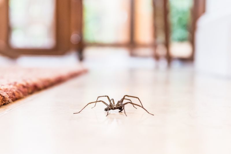 Huntsman Spider Extermination in New Braunfels, TX