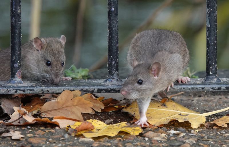 Rat Fumigation Service in Gwinnett County, GA