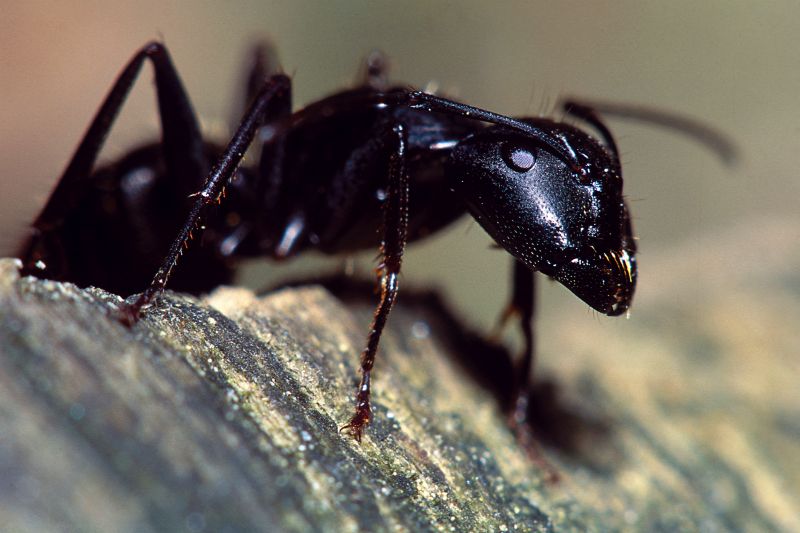 Red Ant Extermination in New Braunfels, TX