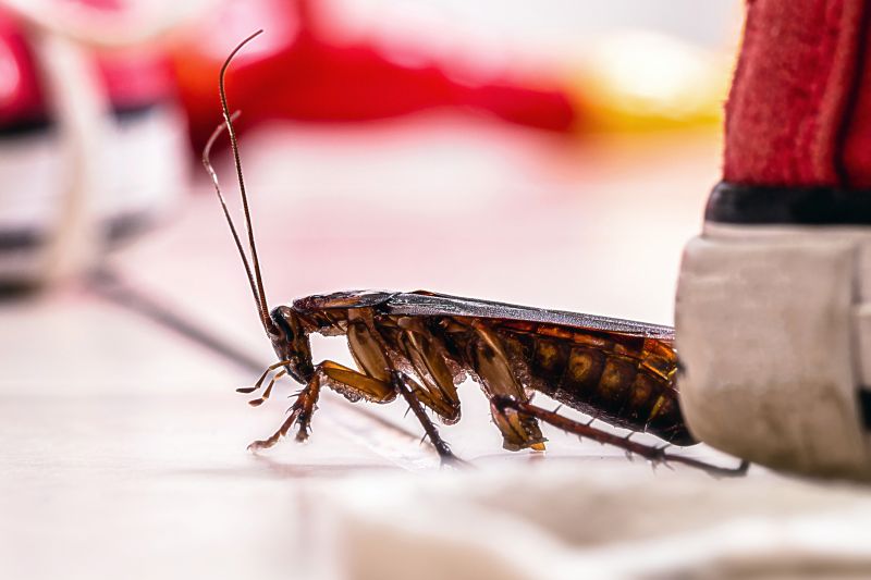 Roach Fumigation in Kalamazoo, MI