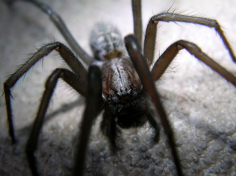 Spider Extermination Service in Katy, TX