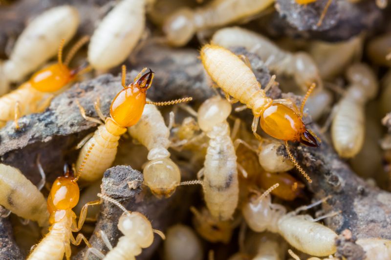 Termite Tenting in San Jose, CA