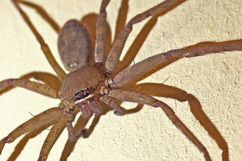 Trapdoor Spider Removal in Frisco, TX